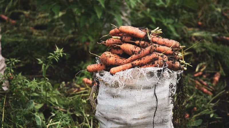 Patarimai kaip sodinti morkas?
