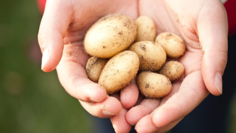 Bulvių nauda žmogui