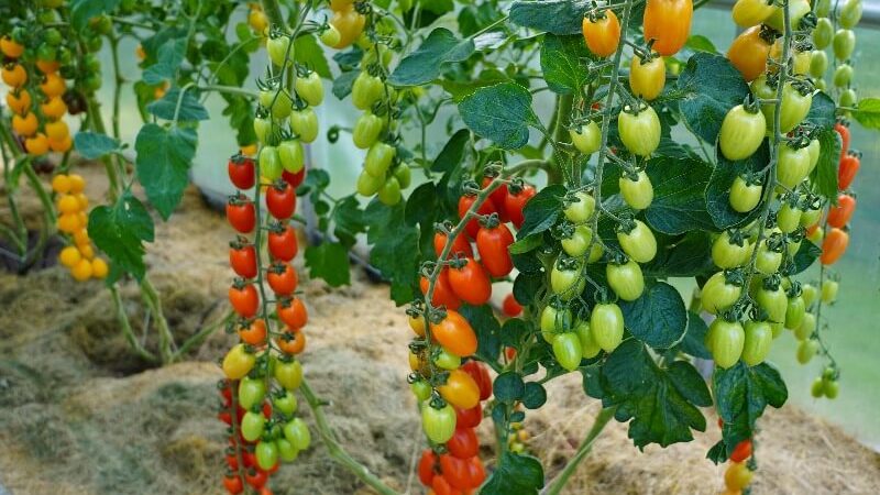 Sodinti pomidorų daigus lauke
