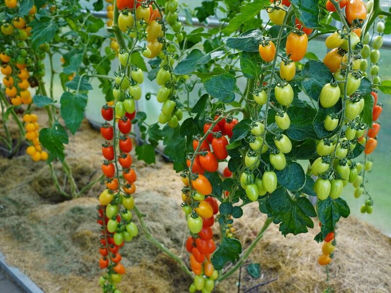 Pomidorų sodinimo patarimai šiltnamyje
