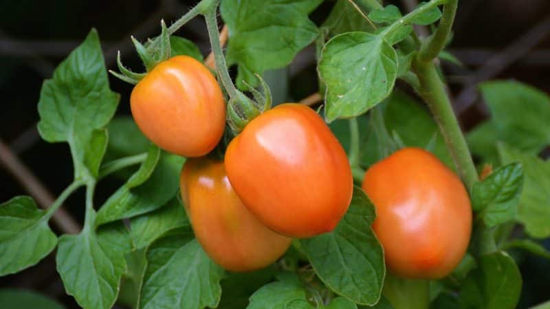 Pomidorų genėjimas