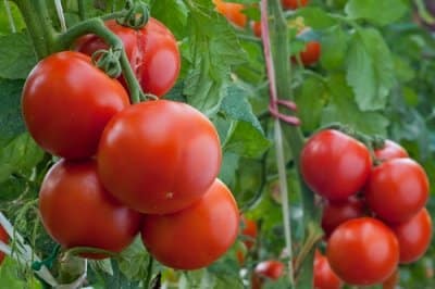 Pomidorų ūglių skabimas