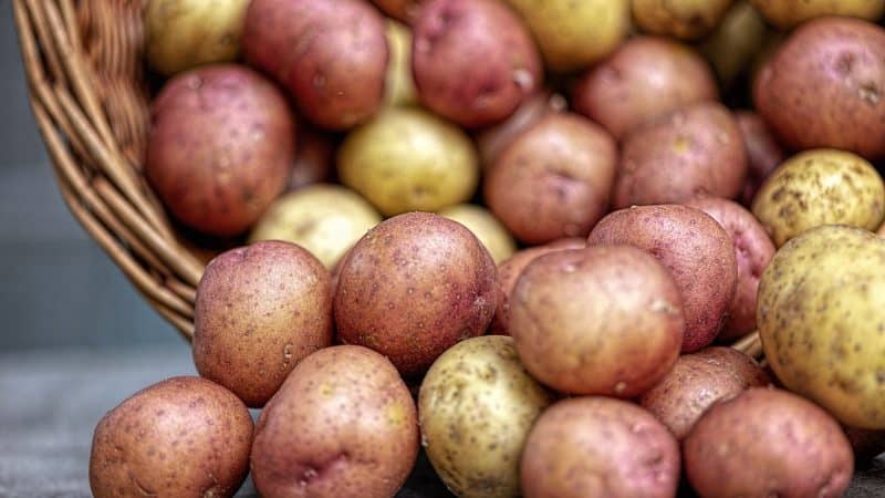Bulvių kasimas
