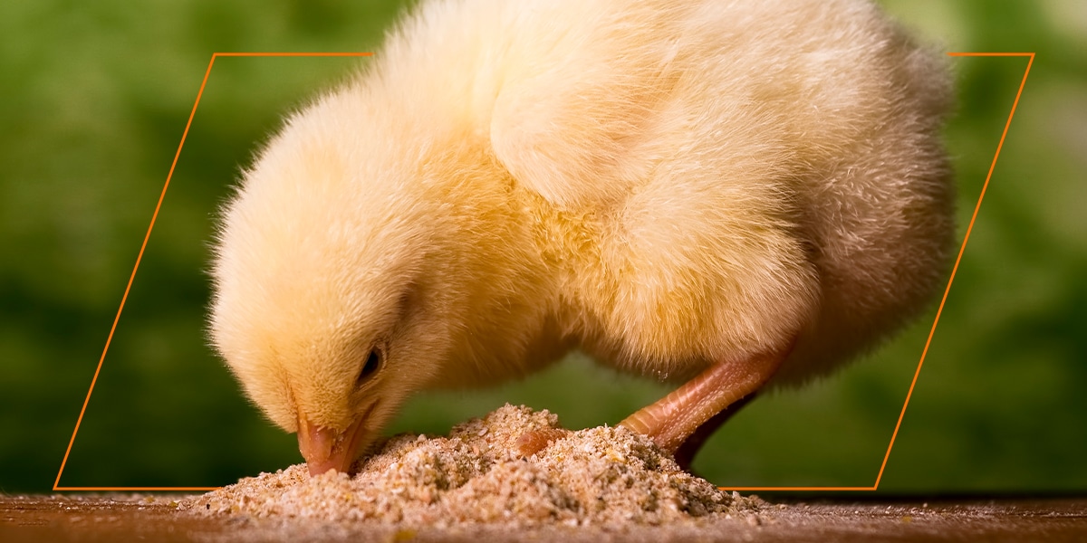 Vištų auginimo vadovas – ką daryti, kai atvyksta viščiukai